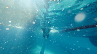 Feira Viva - Cultura e Desporto